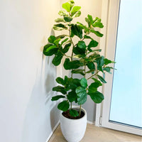 Tropical Banyan Tree: Large Artificial Ficus Branch with Real Touch Palm Leaves